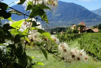 Natur