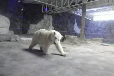 Urso Polar
