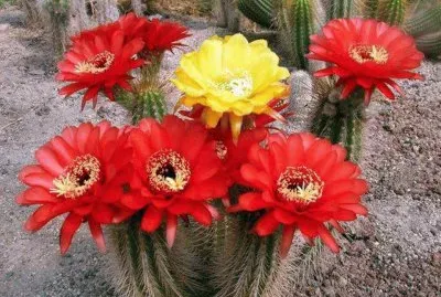 flores jigsaw puzzle