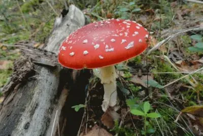 amanite jigsaw puzzle