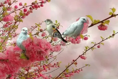 ×¦×™×¤×•×¨×™× jigsaw puzzle