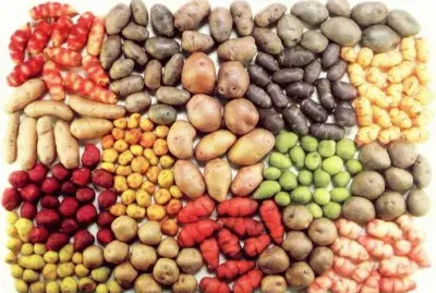 118-potatoes,potatos jigsaw puzzle