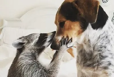 ×“×‘×™×‘×•× ×™×ª ×—×›×ž×”