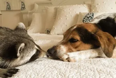 ×“×‘×™×‘×•× ×™×ª ×—×›×ž×”