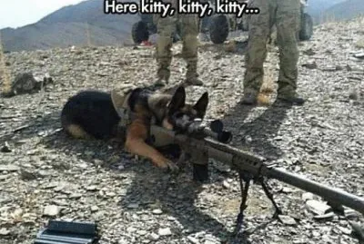 Here KITTY