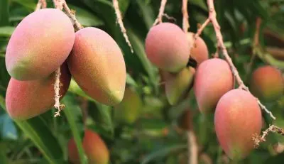 Descubre las frutas tropicales