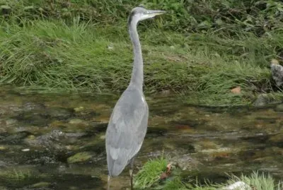 dans un ruisseau jigsaw puzzle