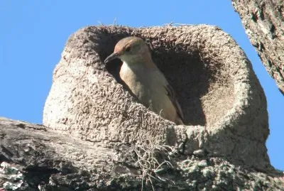 Hornero construyendo en la Provincia Salta. Argentina jigsaw puzzle
