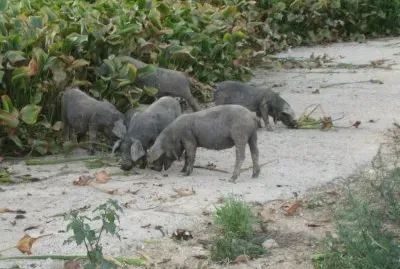 פאזל של Pata negra