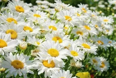 פאזל של All about Flowers