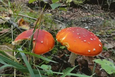 2 amanites jigsaw puzzle