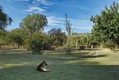 En Santa Rosa. La Pampa. Argentina jigsaw puzzle