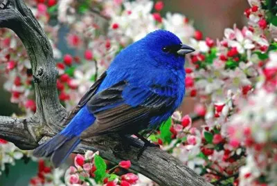 colorÃ­n azul