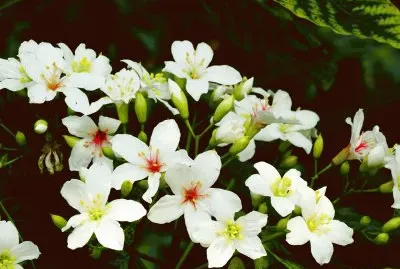 FIOWER jigsaw puzzle