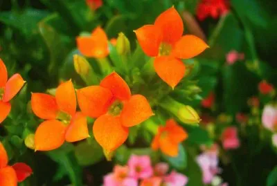 FIOWER jigsaw puzzle