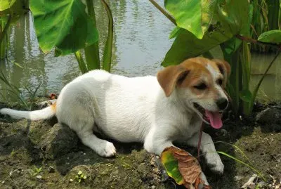Puppy