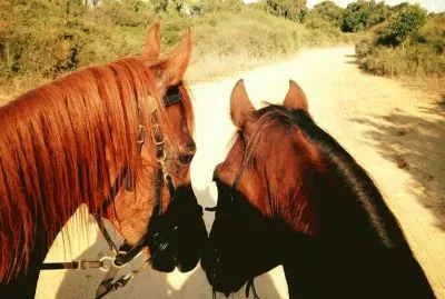 ×¡×•×¡×™×