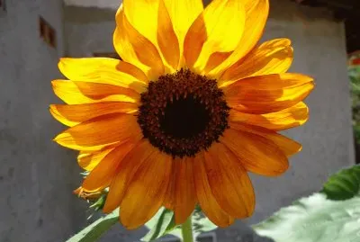 GIRASOL HERMOSO jigsaw puzzle