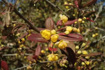 berberis