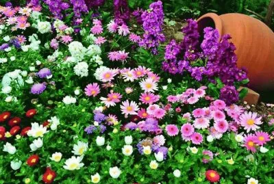 flores