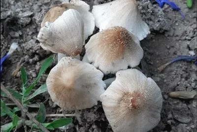 hongos