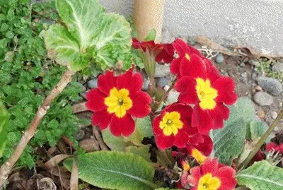 rojas
