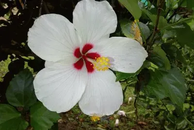 Flor Blanca jigsaw puzzle