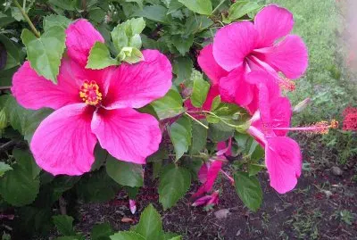 Flores Rosa jigsaw puzzle