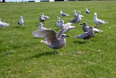 CANADA jigsaw puzzle