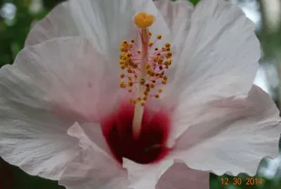 flor 10
