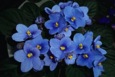 violetas jigsaw puzzle