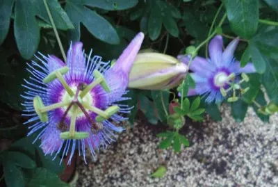 flor