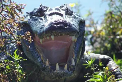 YacarÃ© en los Esteros del IberÃ¡. Corrientes. Argentina