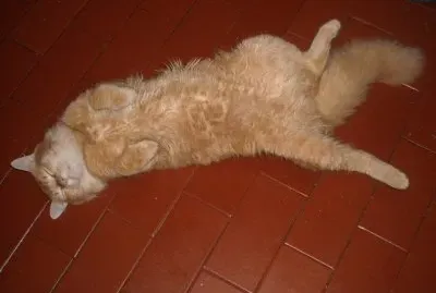 dormir