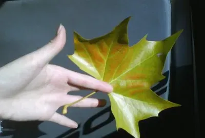 å¾·åœ‹æ¥“è‘‰é£„é£„