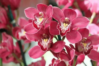 flores jigsaw puzzle