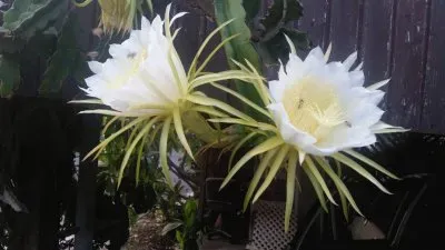 × ×¨ ×”×œ×™×œ×” jigsaw puzzle