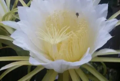 × ×¨ ×”×œ×™×œ×” jigsaw puzzle