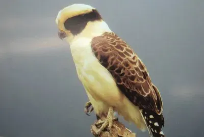 aves