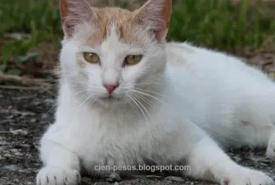 gato blanco