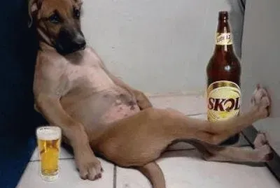 פאזל של perro borracho