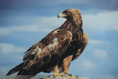 aguila jigsaw puzzle