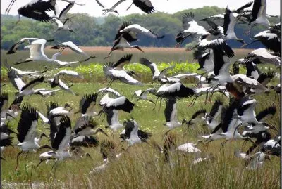 MburucuyÃ¡. Corrientes. Argentina jigsaw puzzle