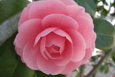 camelia