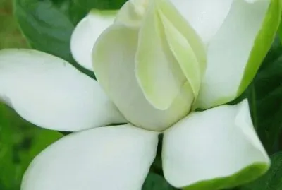 gardenia