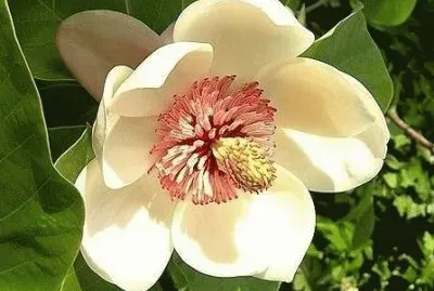 magnolia
