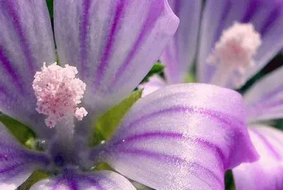 malva