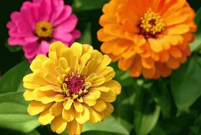 zinnia