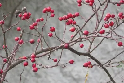 cinorrodi di rosa jigsaw puzzle