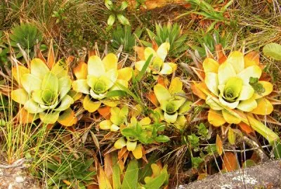 Flores Roraima